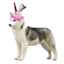 Домашний день рождения собаки костюмы партии город